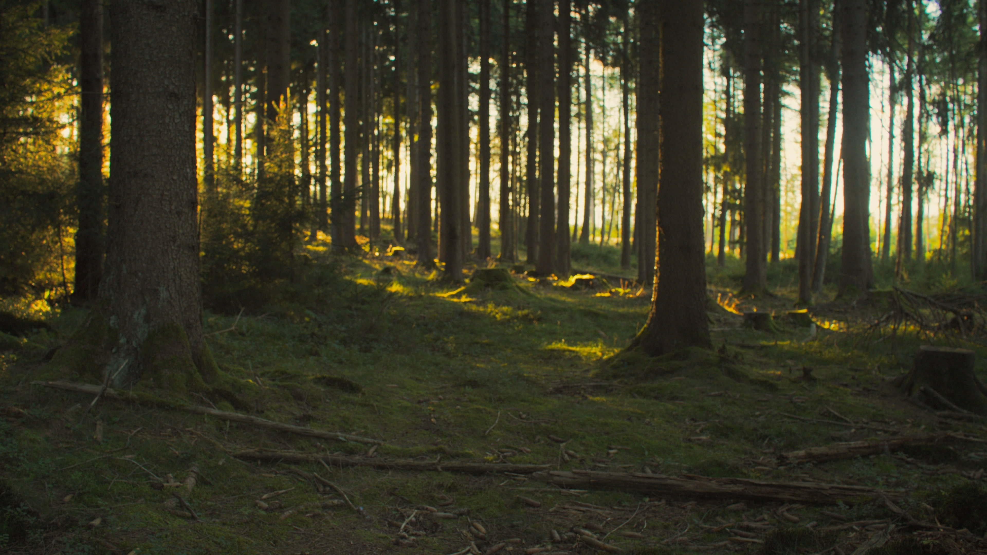 The Hunting Blind