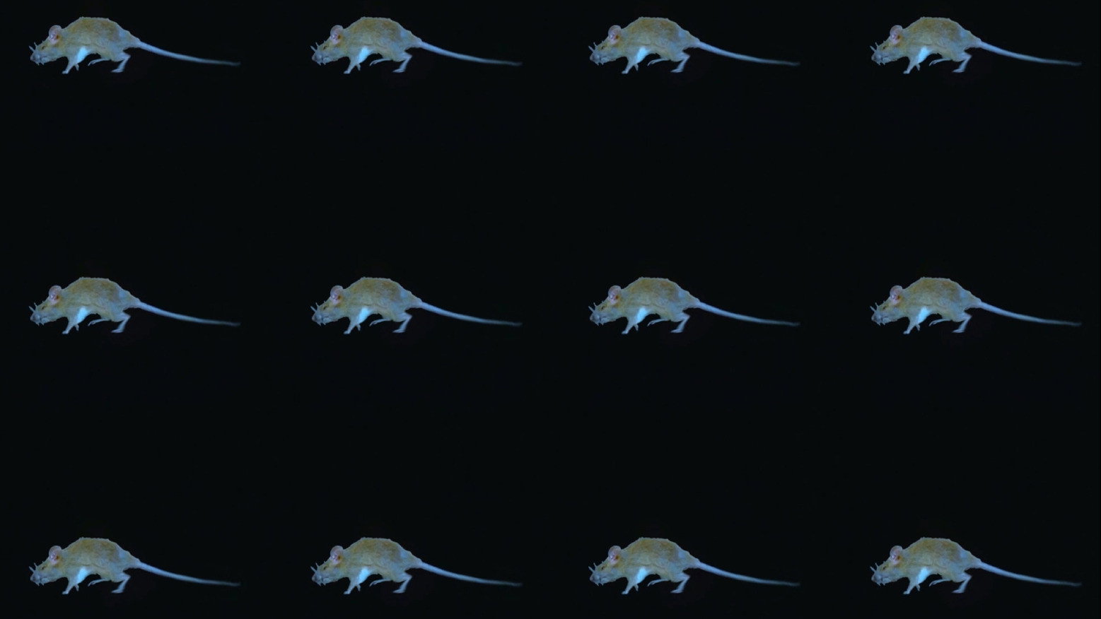The Experience of a Rat