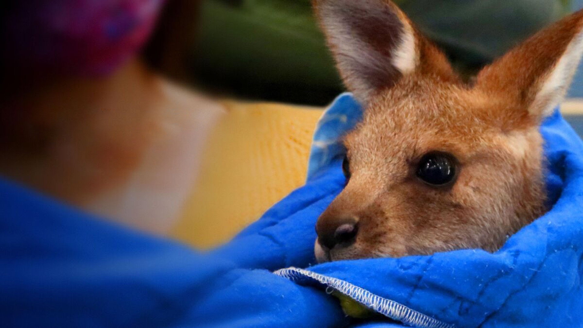 Wildlife Rescue Australia