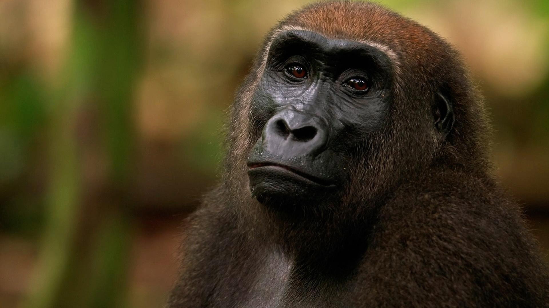 Gorilla