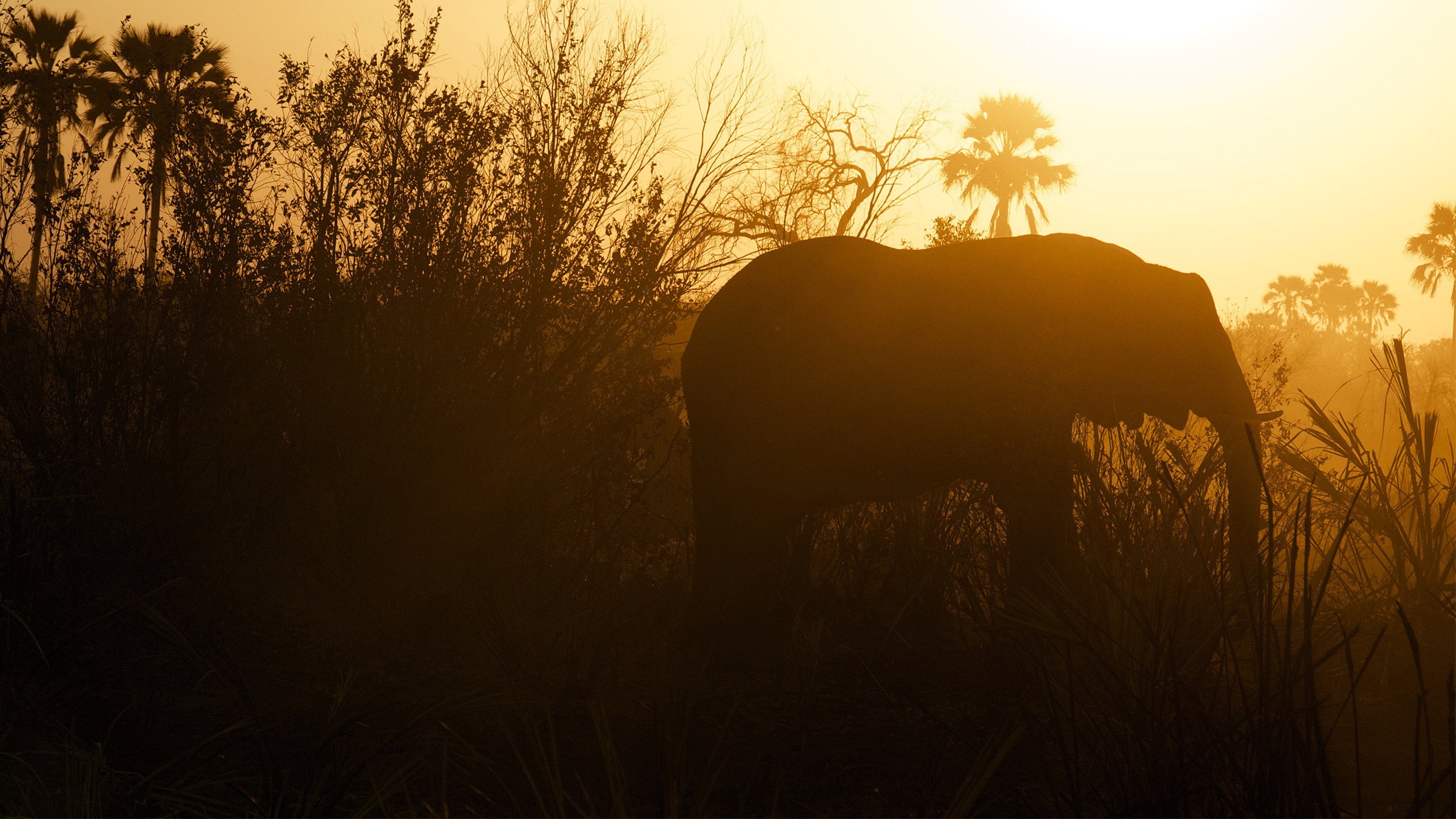 Africa Untamed