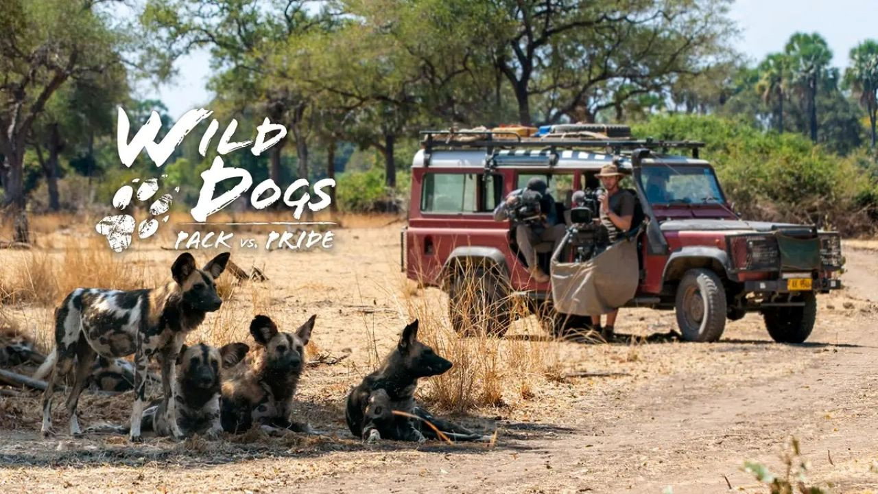 Wild Dogs: Packs Vs. Pride