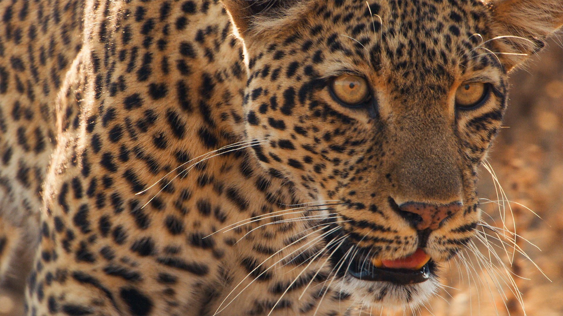 Mammals