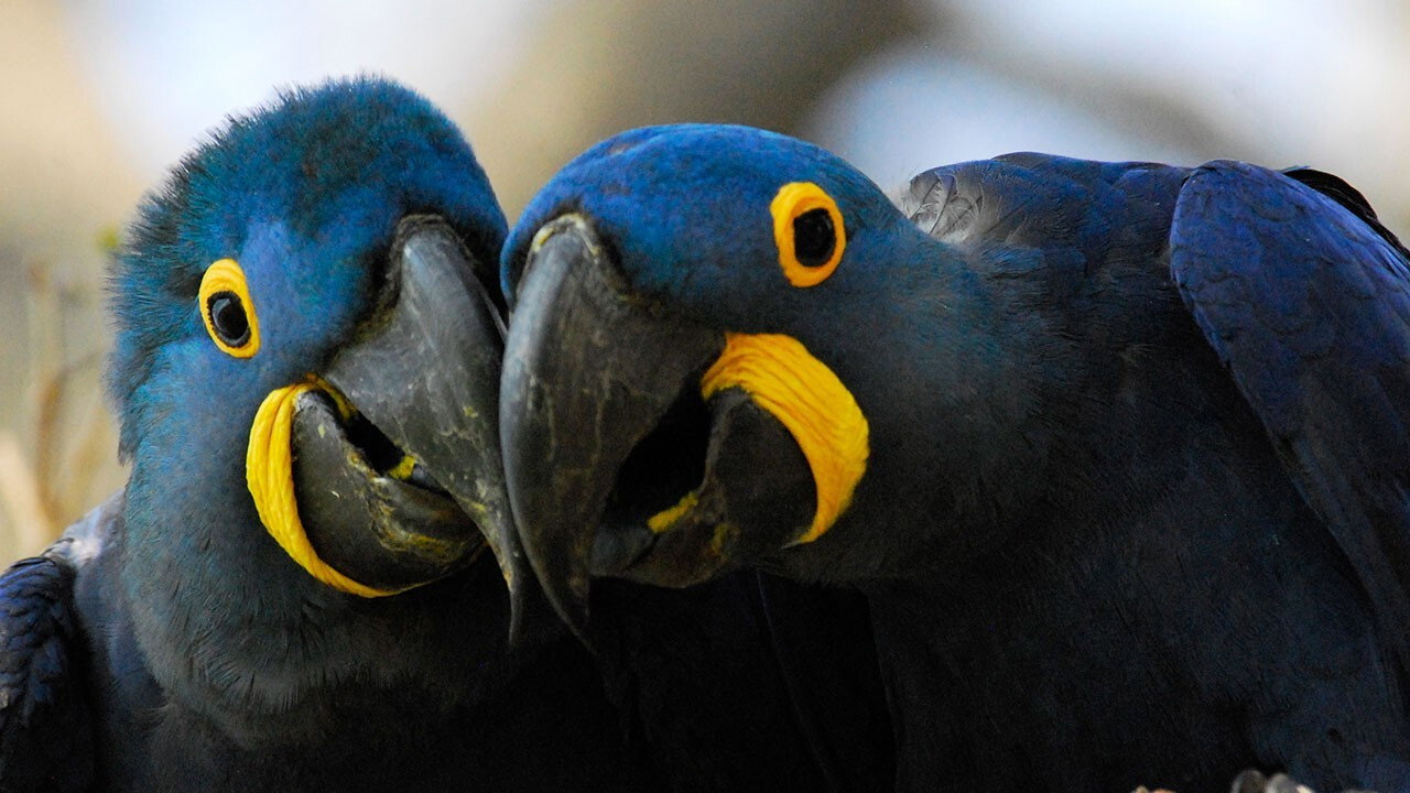 Wild Untamed Brazil