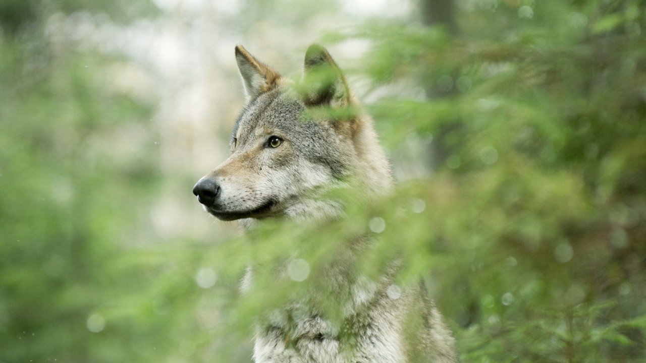 Wolf: Wanderer Without Borders