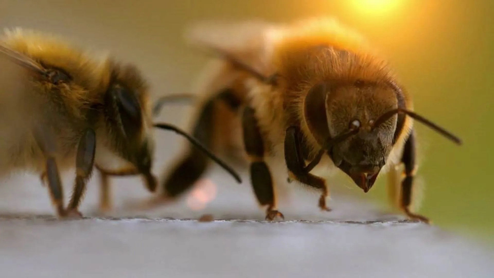The Bee Whisperers