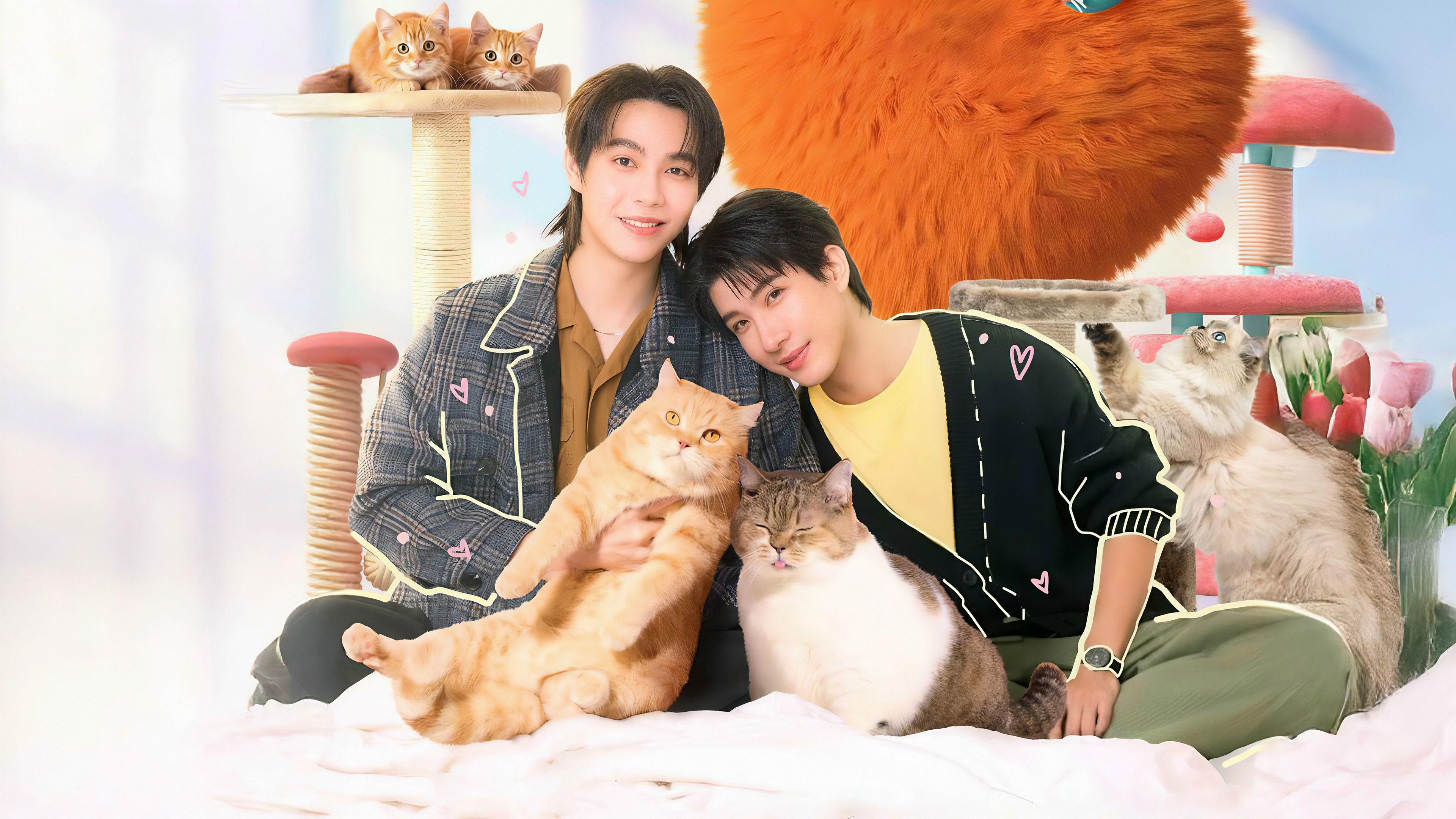 Cat for Cash
