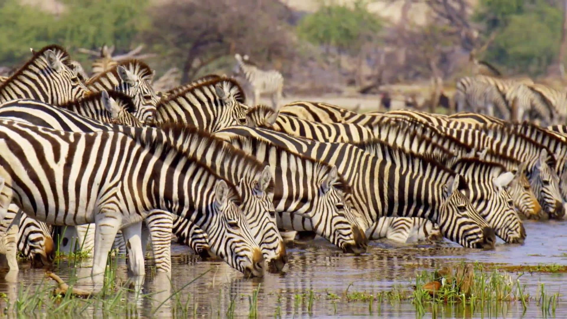 Massive Africa