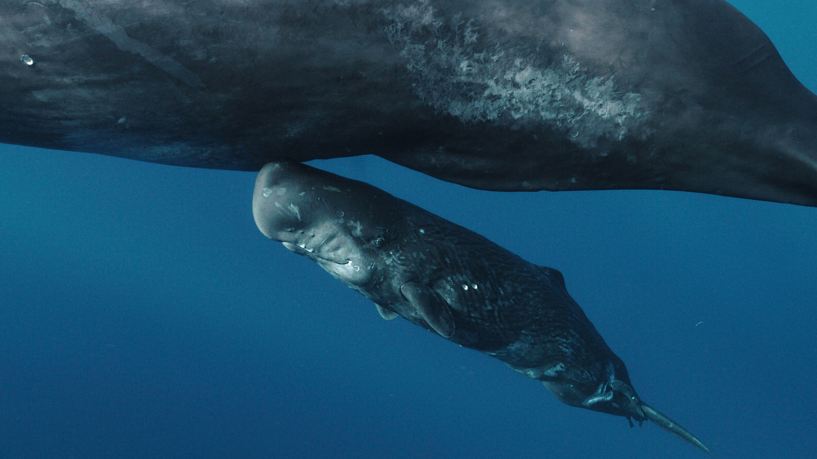Whales and I