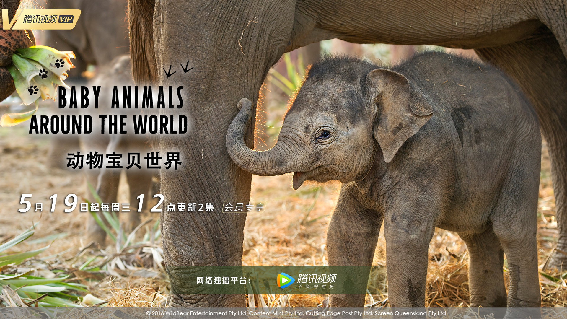 Baby Animals Around the World