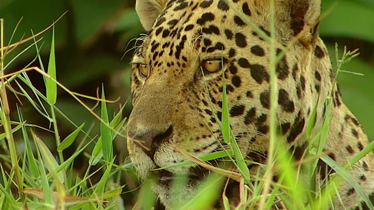 Conflits dans la Nature – Conflits dans la Jungle