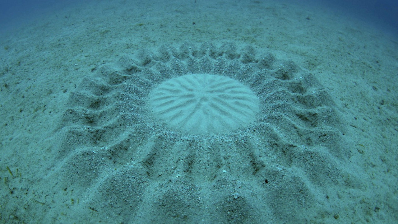 The Mystery of the Med Rings