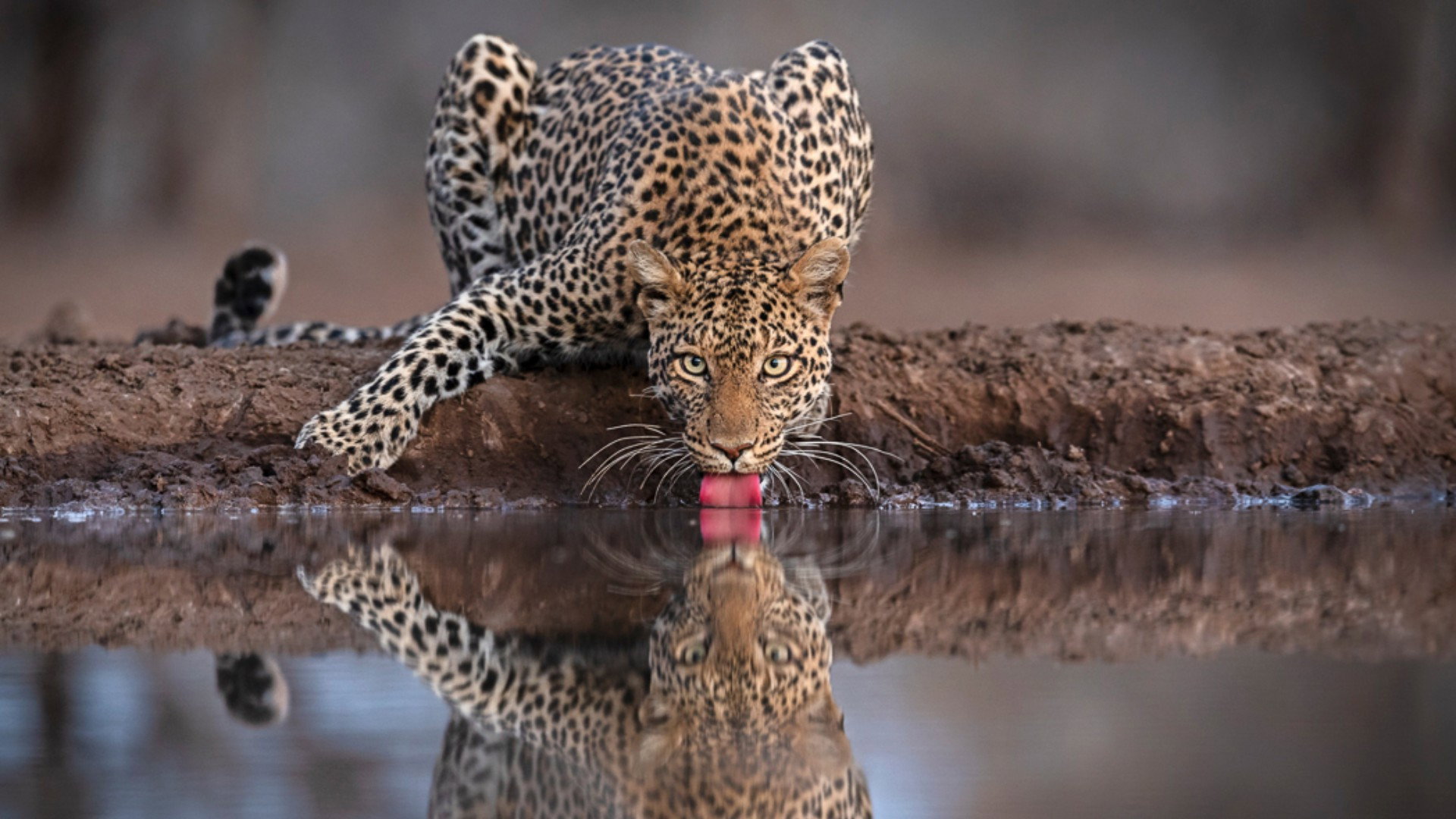 Mashatu: Land of Leopards