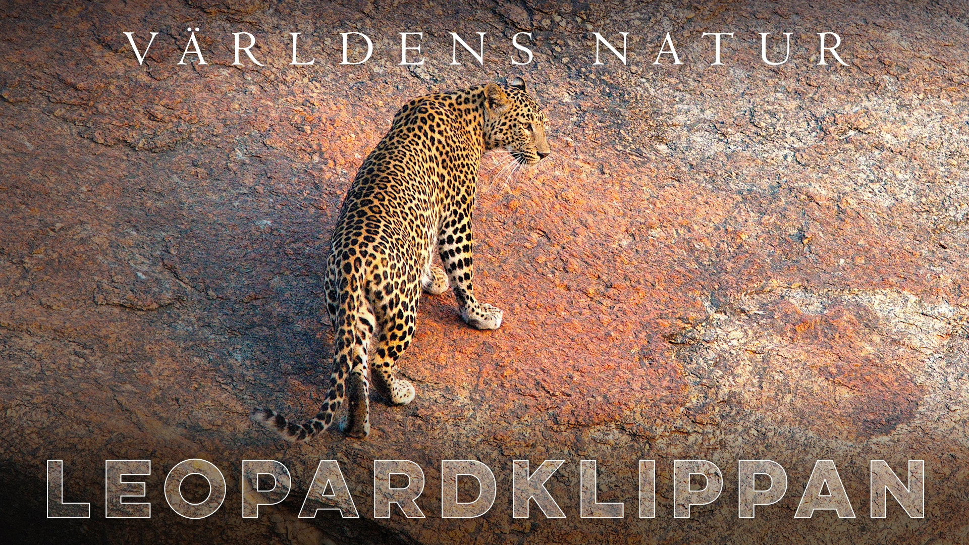 The Leopard Rocks