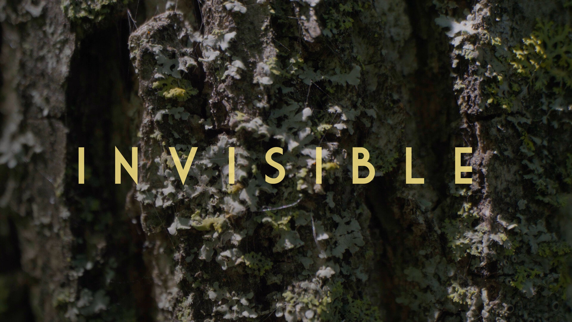 Invisible - Revealing Hidden Disabilities