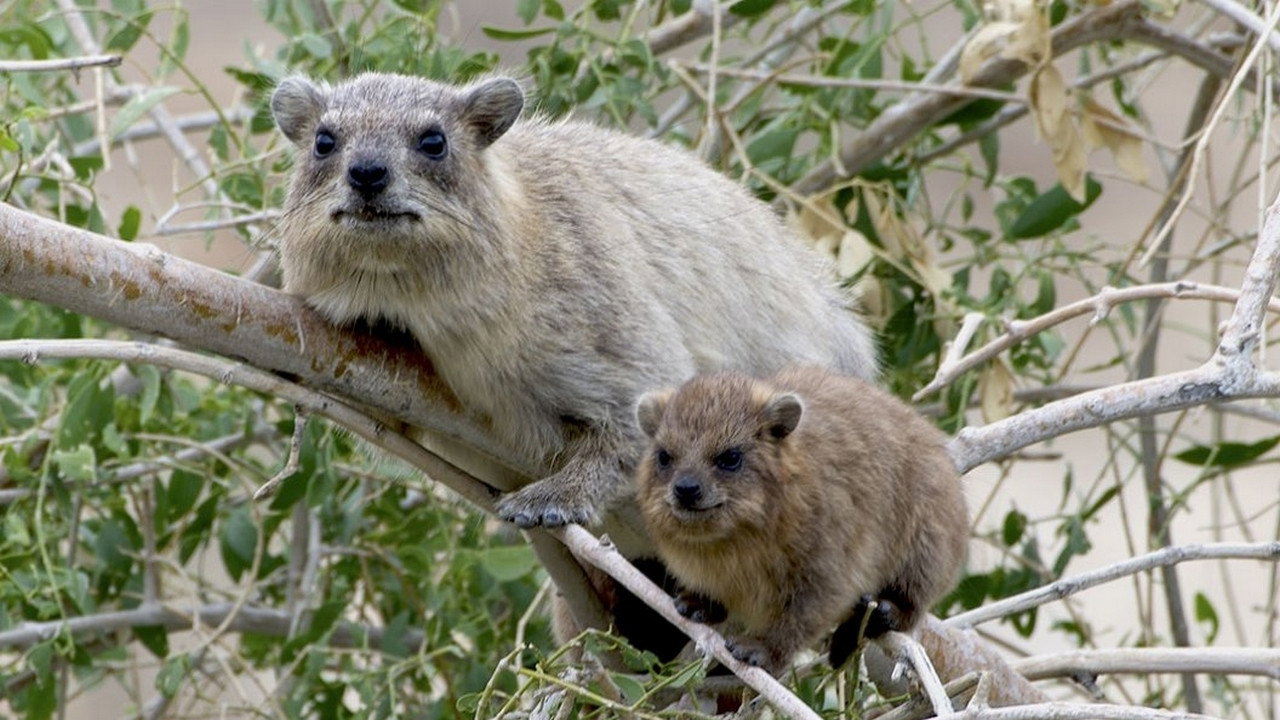 Animal Social Network