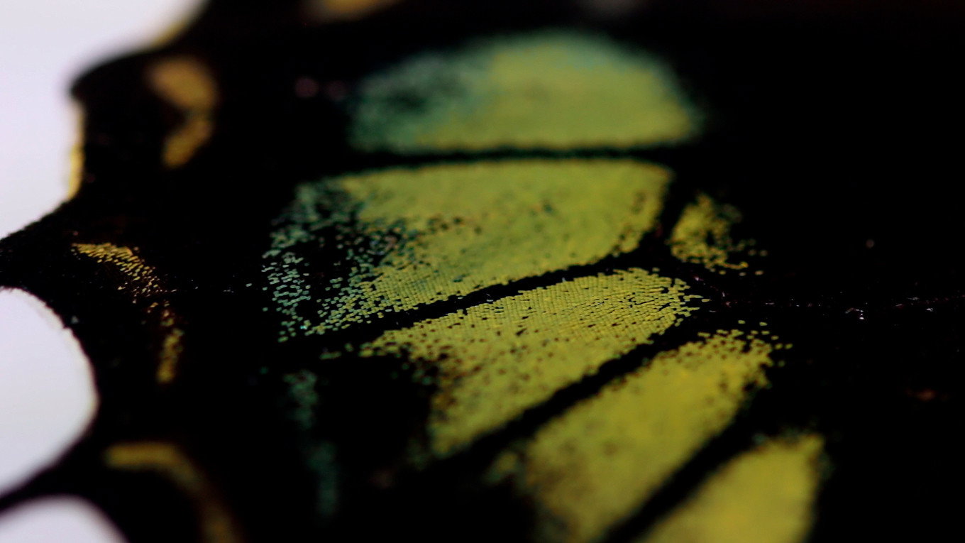 Oh Butterfly, What Do You Dream of When You Flap Your Wings?