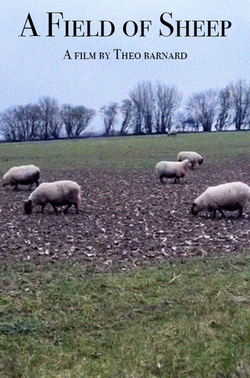 A Field of Sheep