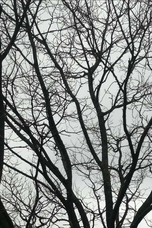 Tree Limbs