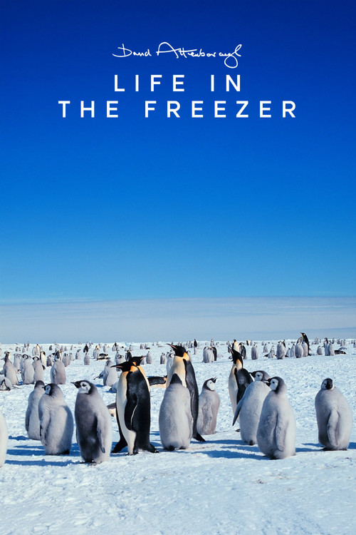 Life in the Freezer