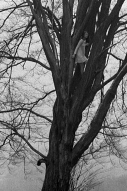Foundling-Bird