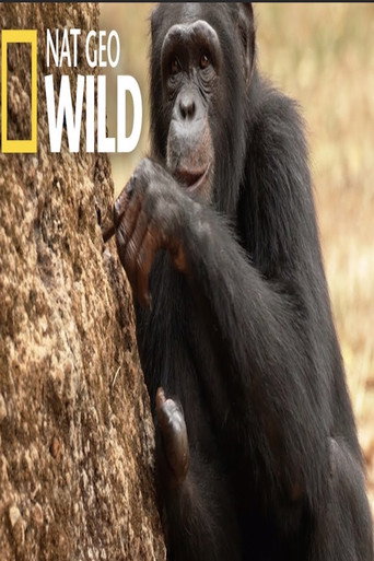 Chimp School