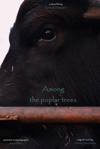 Among the poplar trees